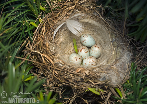 Stehlík konopiar (Carduelis cannabina)