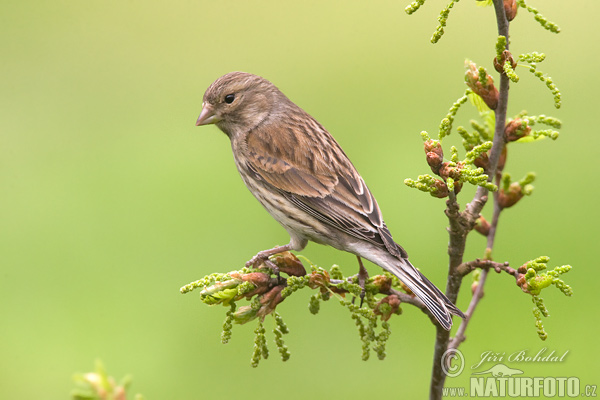 Stehlík konopiar (Carduelis cannabina)