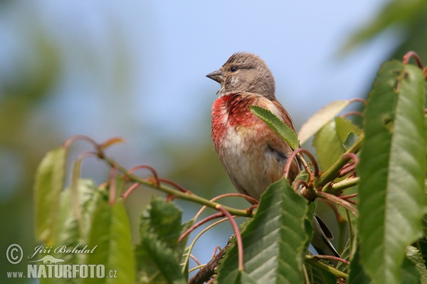 Stehlík konopiar (Carduelis cannabina)