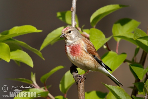 Stehlík konopiar (Carduelis cannabina)