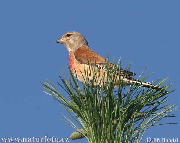 Stehlík konopiar (Carduelis cannabina)