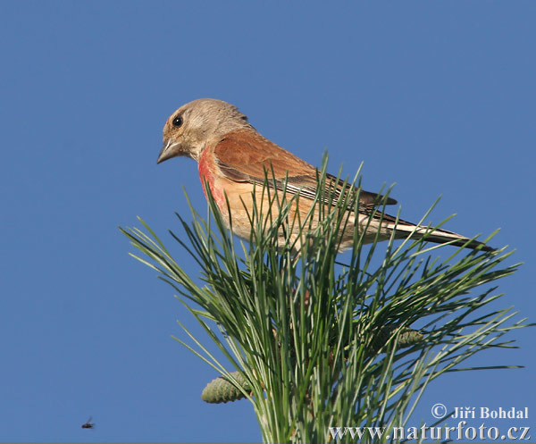 Stehlík konopiar (Carduelis cannabina)