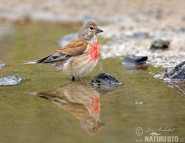 Stehlík konopiar (Carduelis cannabina)