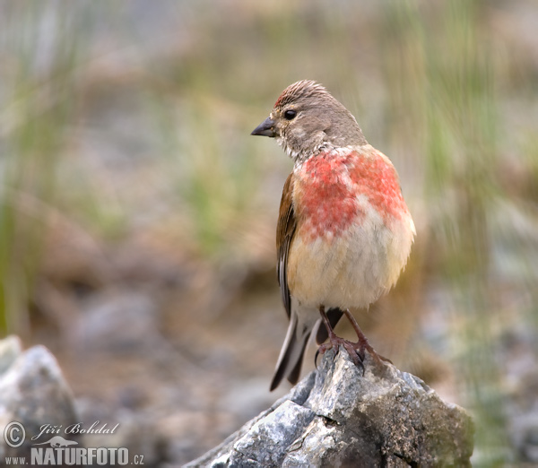 Stehlík konopiar (Carduelis cannabina)