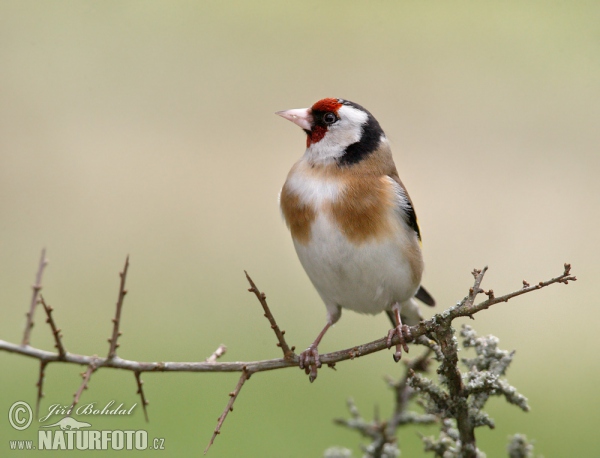 Stehlík obecný (Carduelis carduelis)