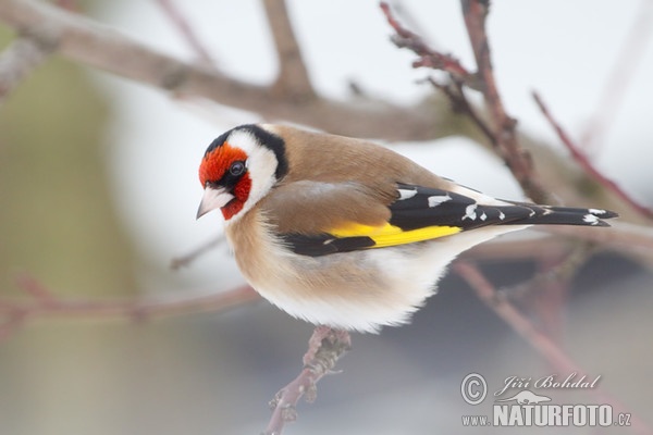 Stehlík obecný (Carduelis carduelis)