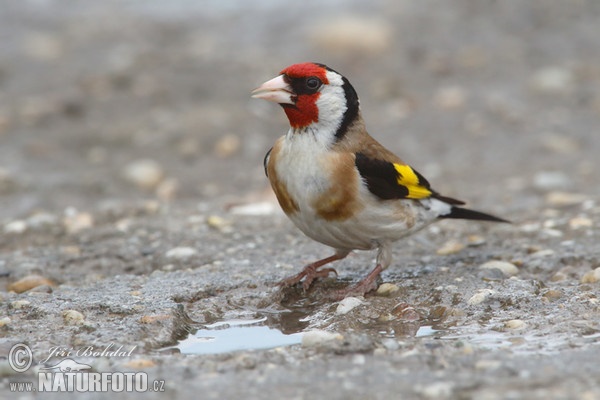 Stehlík obecný (Carduelis carduelis)