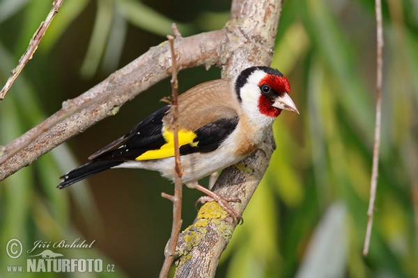 Stehlík obecný (Carduelis carduelis)