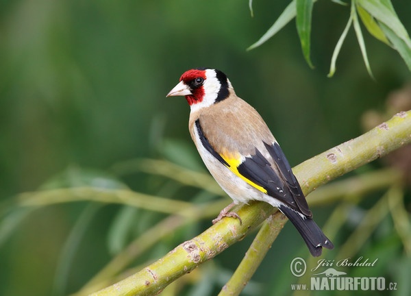 Stehlík obecný (Carduelis carduelis)