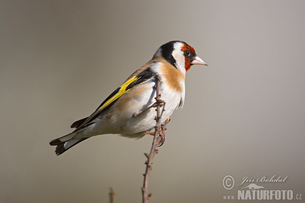 Stehlík obyčajný pestrý (Carduelis carduelis)