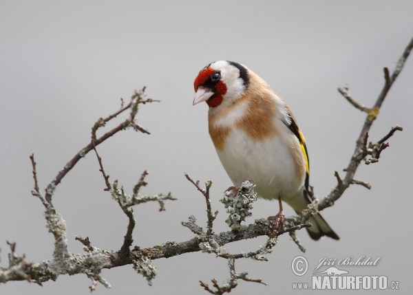 Stehlík obyčajný pestrý (Carduelis carduelis)