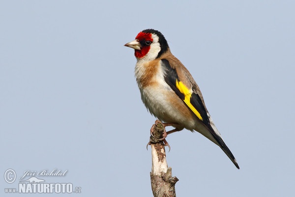 Stehlík obyčajný pestrý (Carduelis carduelis)