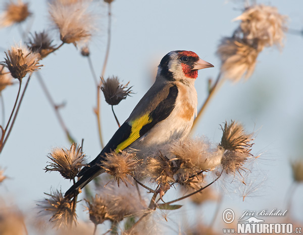 Stehlík obyčajný pestrý (Carduelis carduelis)