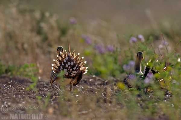 Stepiar bielobruchý (Pterocles alchata)