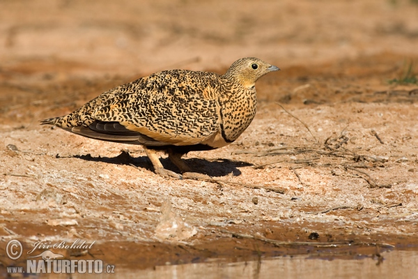 Stepokur písečný (Pterocles orientalis)