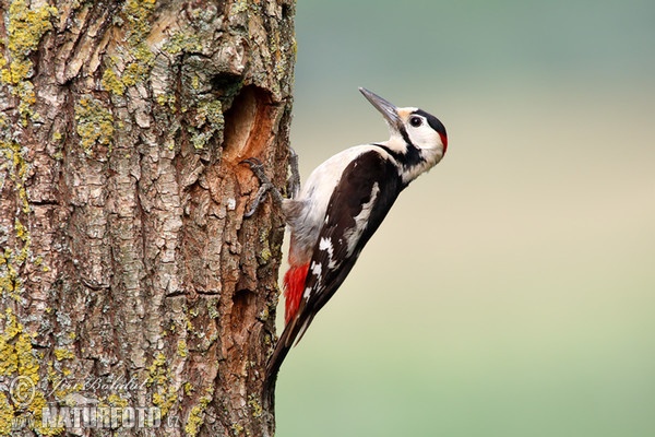 Strakapoud jižní (Dendrocopos syriacus)