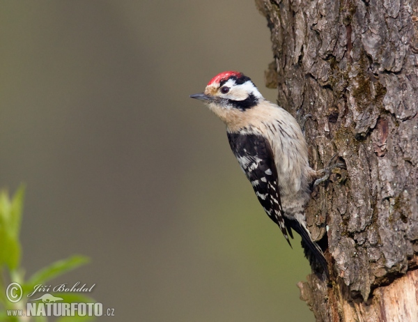 Strakapoud malý (Dendrocopos minor)