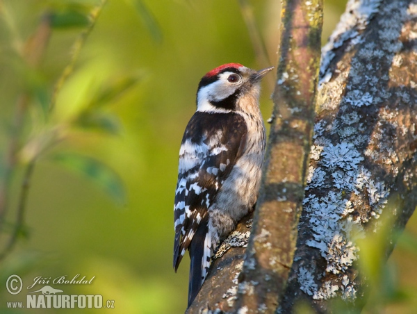 Strakapoud malý (Dendrocopos minor)