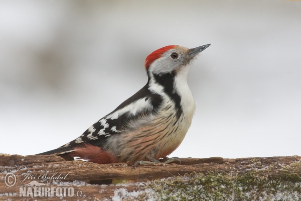 Strakapoud prostřední (Dendrocopos medius)