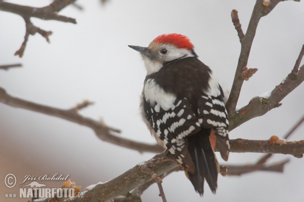 Strakapoud prostřední (Dendrocopos medius)