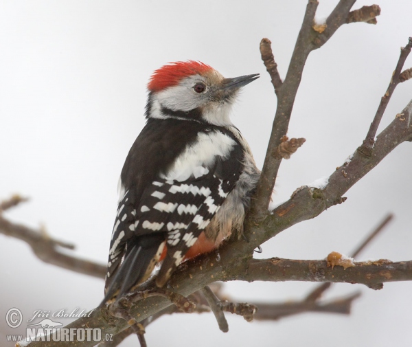 Strakapoud prostřední (Dendrocopos medius)