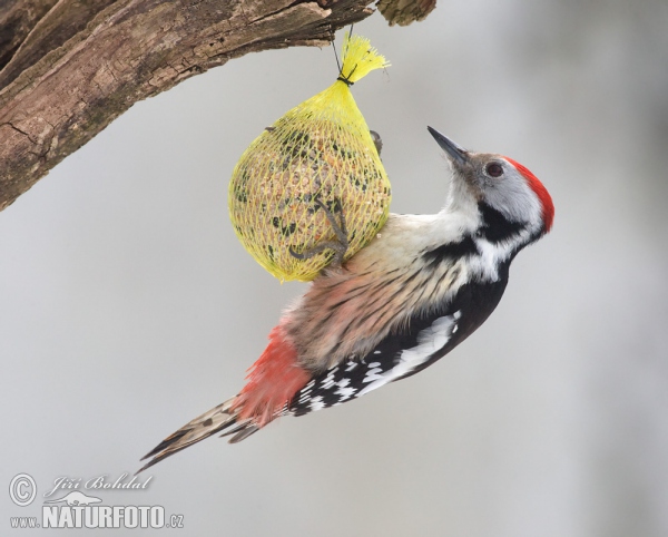 Strakapoud prostřední (Dendrocopos medius)