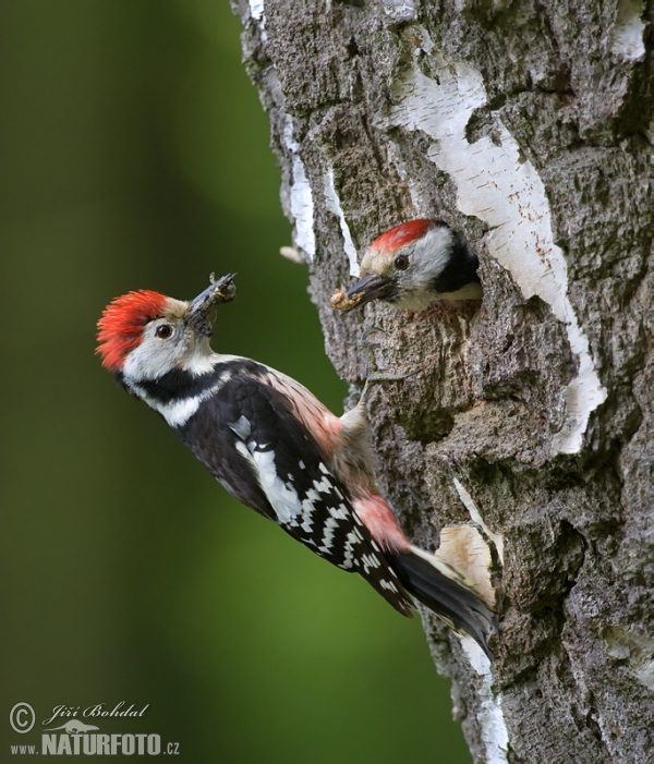 Strakapoud prostřední (Dendrocopos medius)