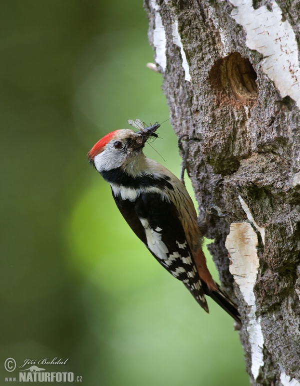 Strakapoud prostřední (Dendrocopos medius)