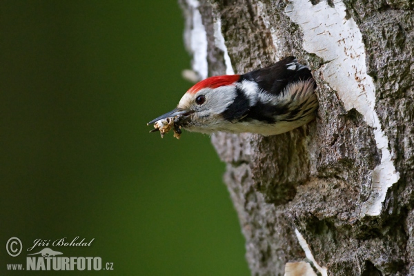 Strakapoud prostřední (Dendrocopos medius)