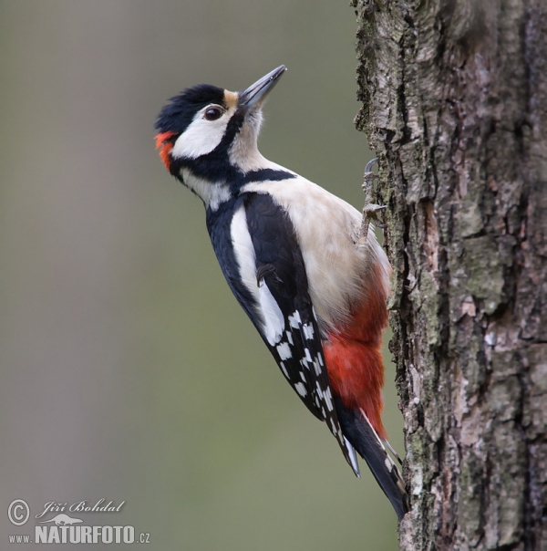 Strakapoud velký (Dendrocopos major)