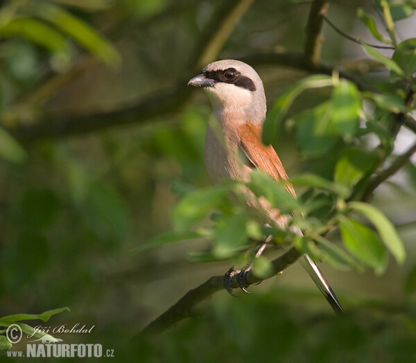 Strakoš červenochrbtý (Lanius collurio)