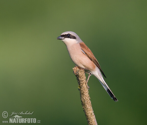 Strakoš červenochrbtý (Lanius collurio)