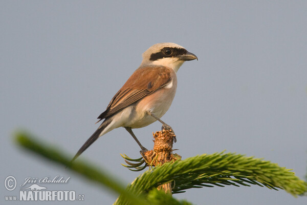 Strakoš červenochrbtý (Lanius collurio)