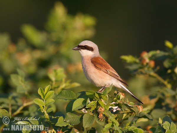 Strakoš červenochrbtý (Lanius collurio)