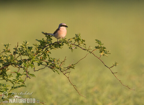 Strakoš červenochrbtý (Lanius collurio)