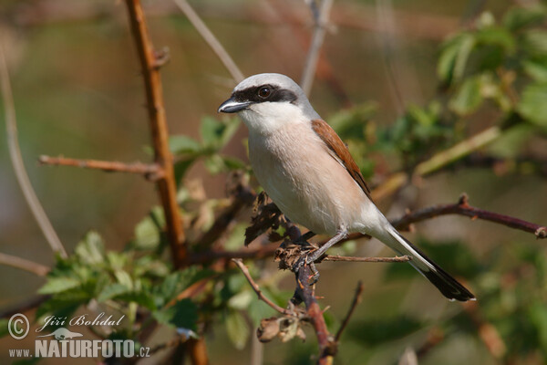 Strakoš červenochrbtý (Lanius collurio)