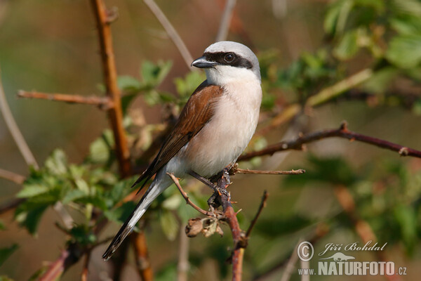 Strakoš červenochrbtý (Lanius collurio)