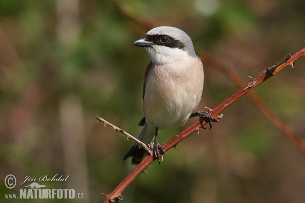 Strakoš červenochrbtý (Lanius collurio)