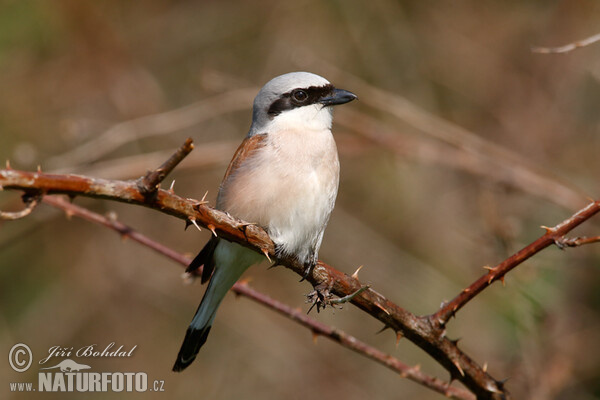 Strakoš červenochrbtý (Lanius collurio)