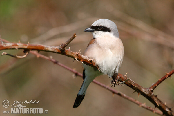 Strakoš červenochrbtý (Lanius collurio)