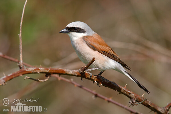 Strakoš červenochrbtý (Lanius collurio)