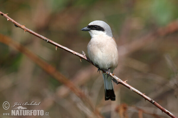 Strakoš červenochrbtý (Lanius collurio)