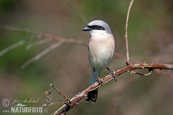 Strakoš červenochrbtý (Lanius collurio)