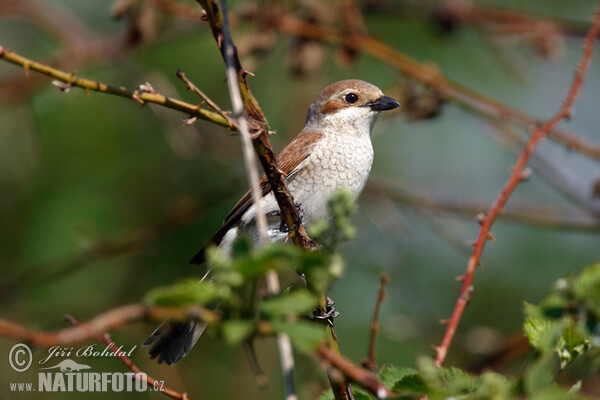 Strakoš červenochrbtý (Lanius collurio)