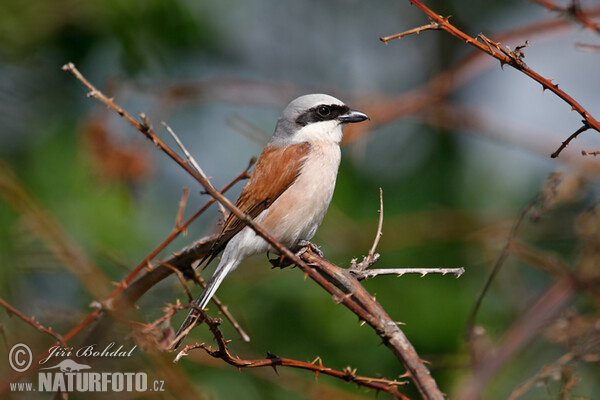 Strakoš červenochrbtý (Lanius collurio)