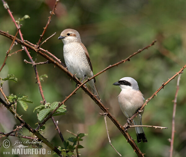 Strakoš červenochrbtý (Lanius collurio)