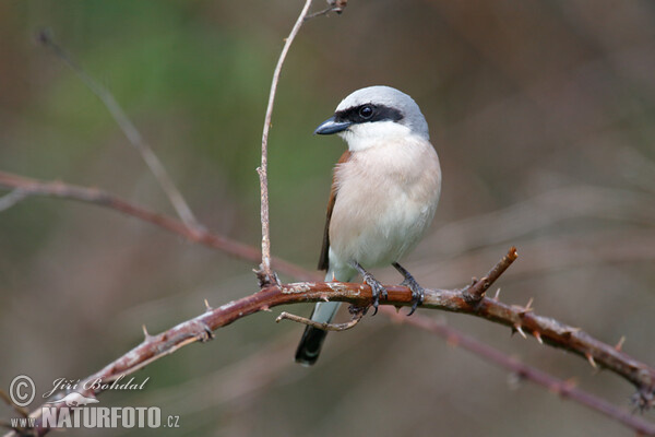 Strakoš červenochrbtý (Lanius collurio)