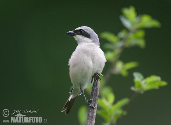 Strakoš červenochrbtý (Lanius collurio)