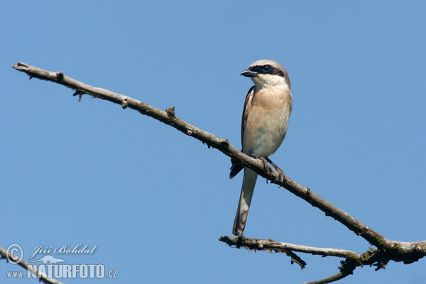 Strakoš červenochrbtý (Lanius collurio)