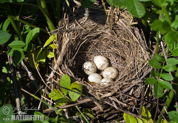 Strakoš červenochrbtý (Lanius collurio)